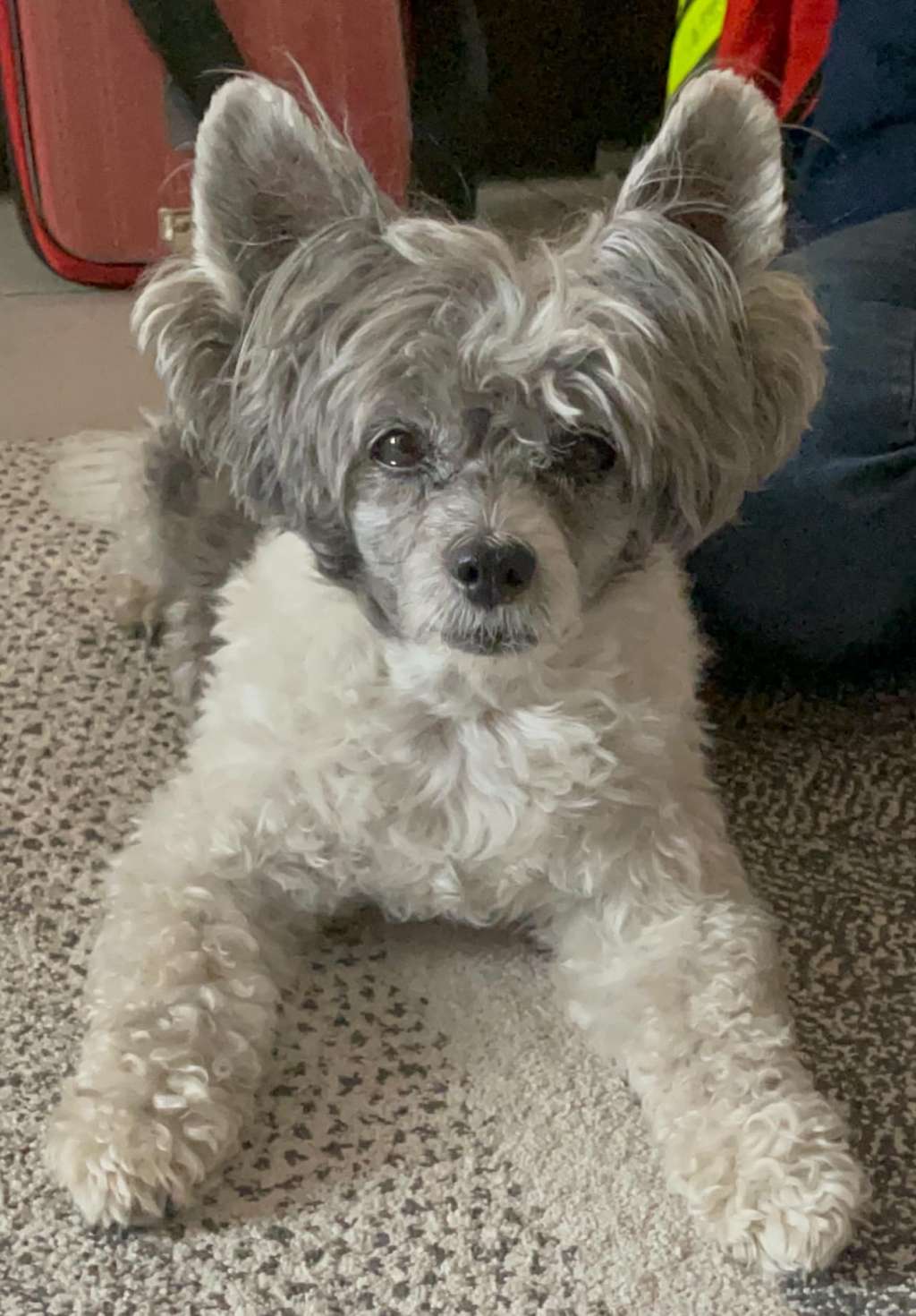 Hellboy du Pavé de Varennes