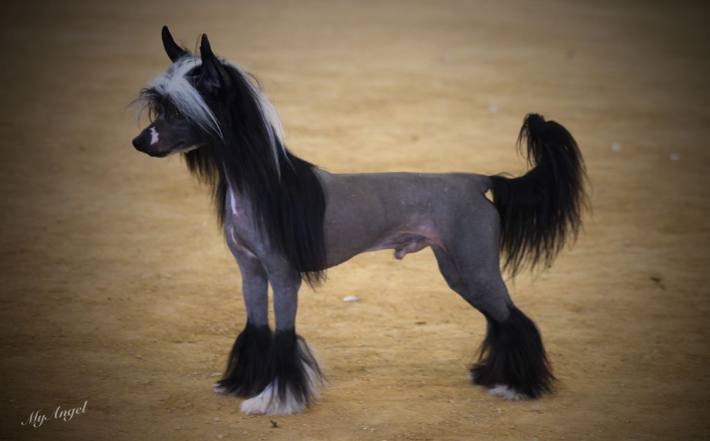 Practical Hero Jaguar In Sute