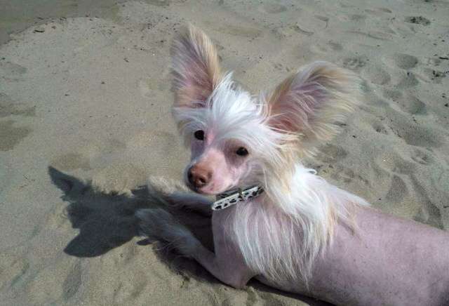 Ocharovatelnije Glazki Iz Ordena Ekate-Riny