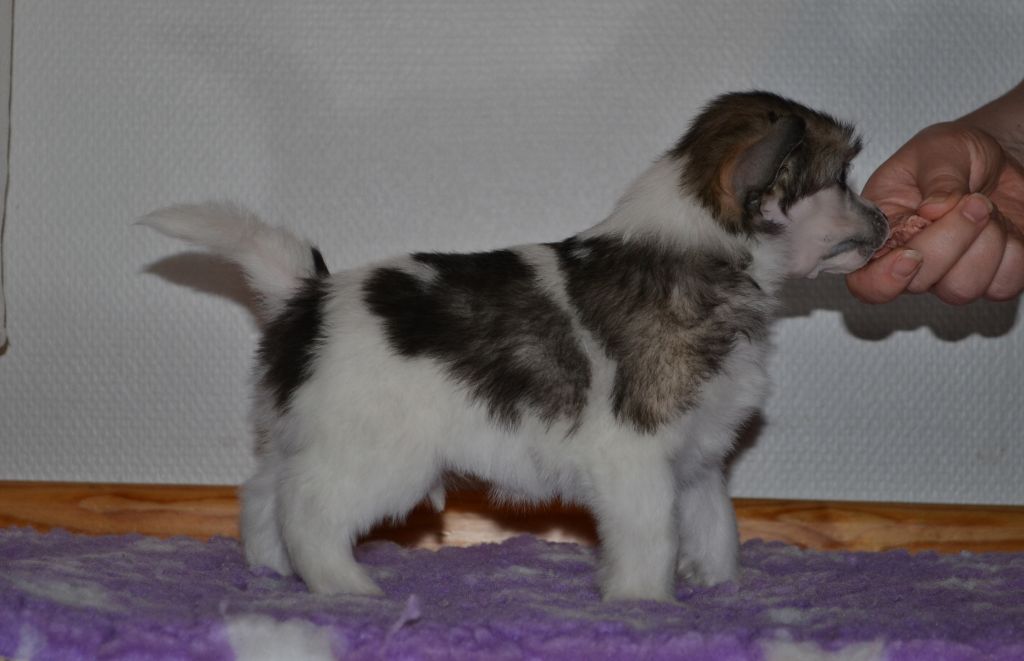 Fiabella's King Of Hearts