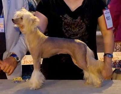 Bisquit ze Zatopené chajdy