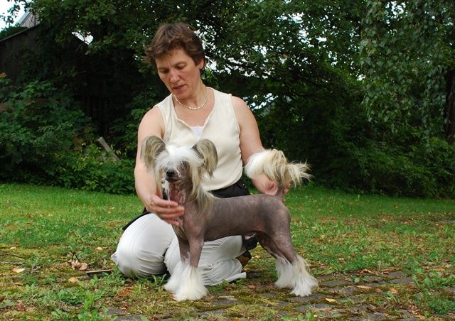 Golden Diamond Cresteds Jagger