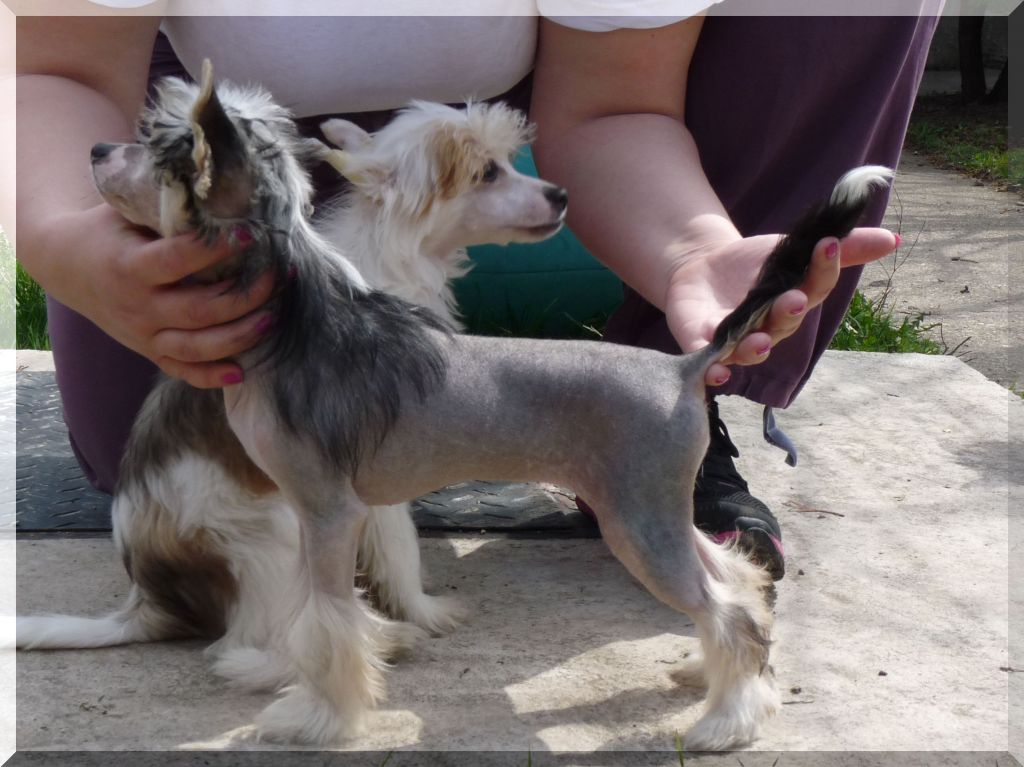 Fundoklia-völgyi Kaszanics Quintessa