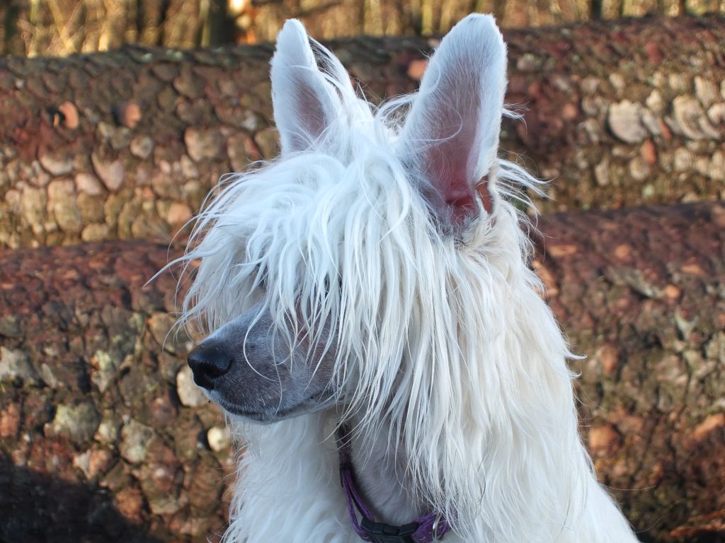 Fundoklia-völgyi Kaszanics Quincy