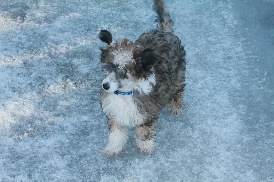 Mooncrest Illusionist