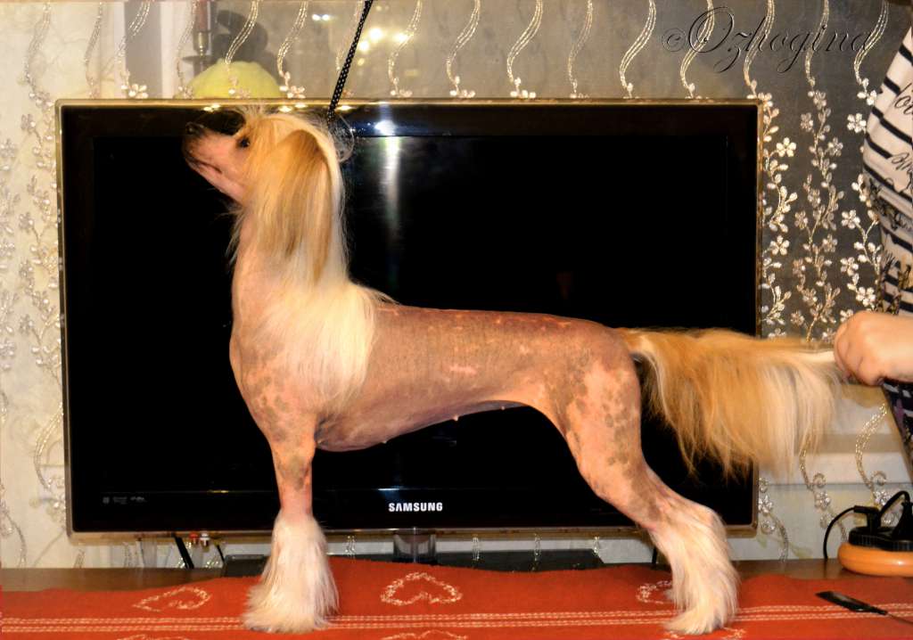 Egera Ot Volnogo Psa