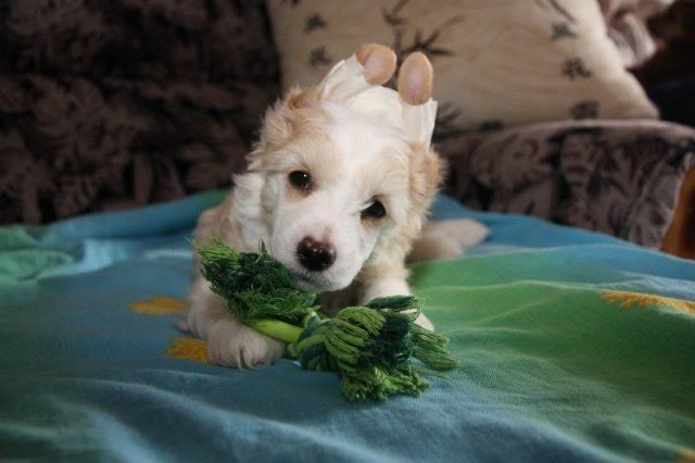 Karnelius Lamborghini Ferruccio