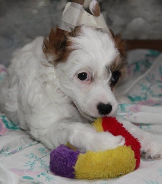 Karnelius Leroy  Masso