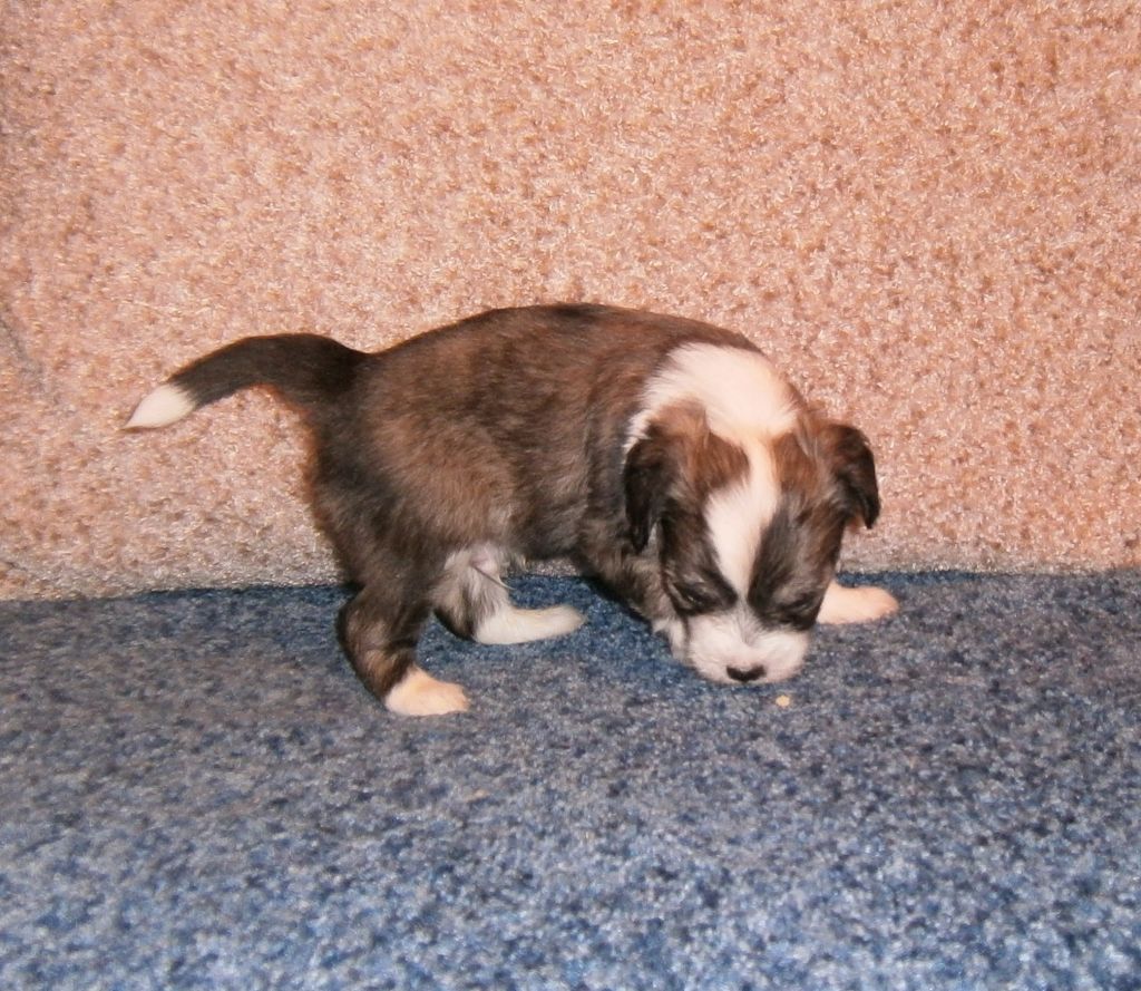 Karnelius Mithun Chakraborty