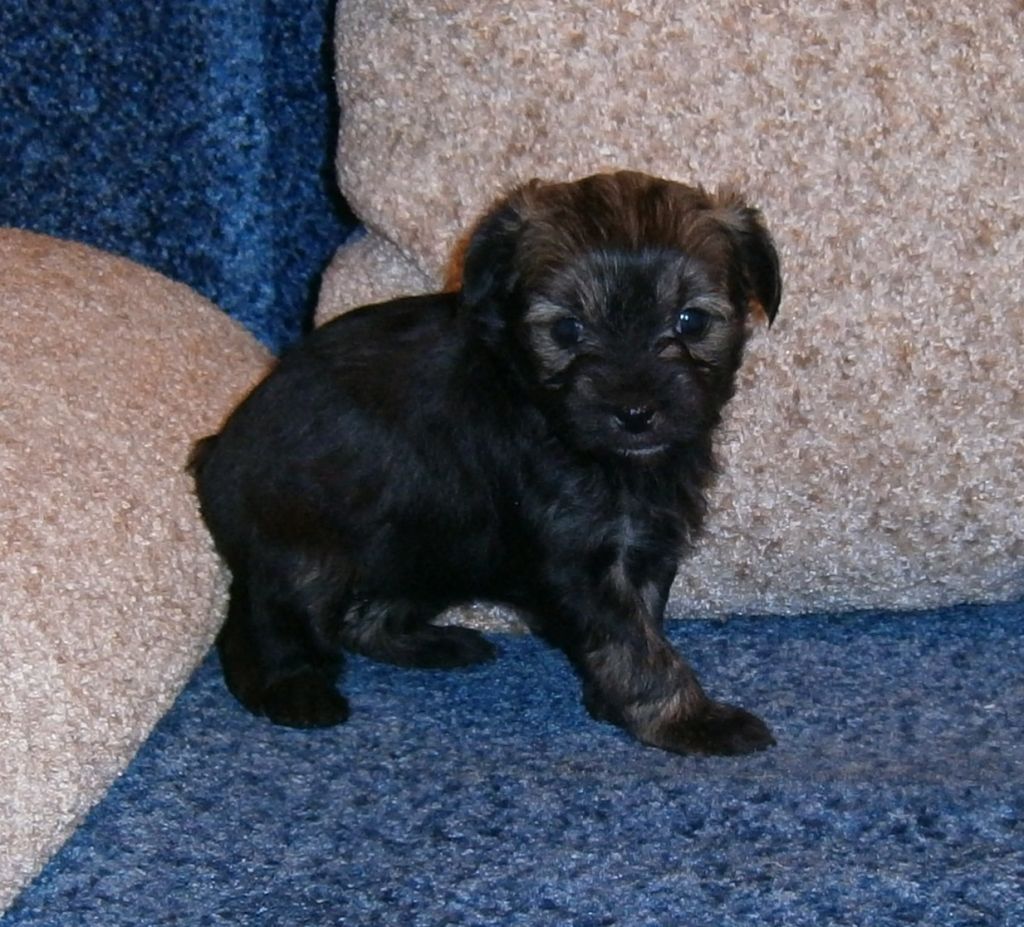 Karnelius Madhuri Shankar Dixit