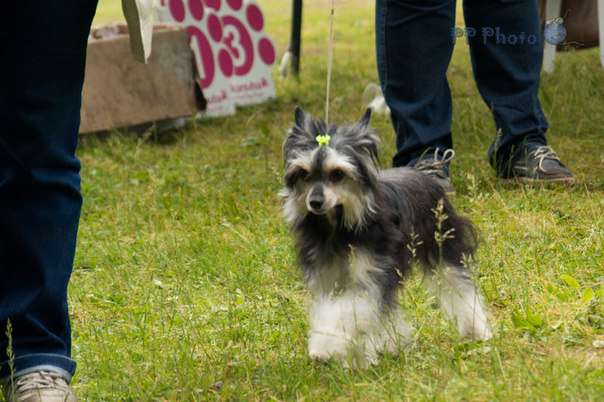 Karnelius Mukherjee Rani