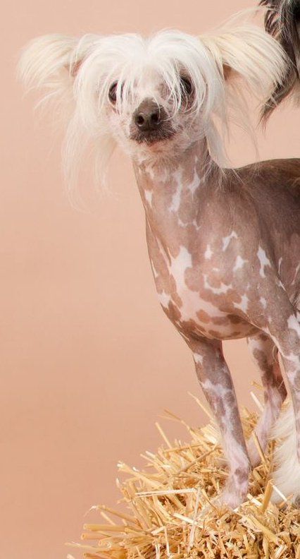 Bertie vom Wellingerhoff