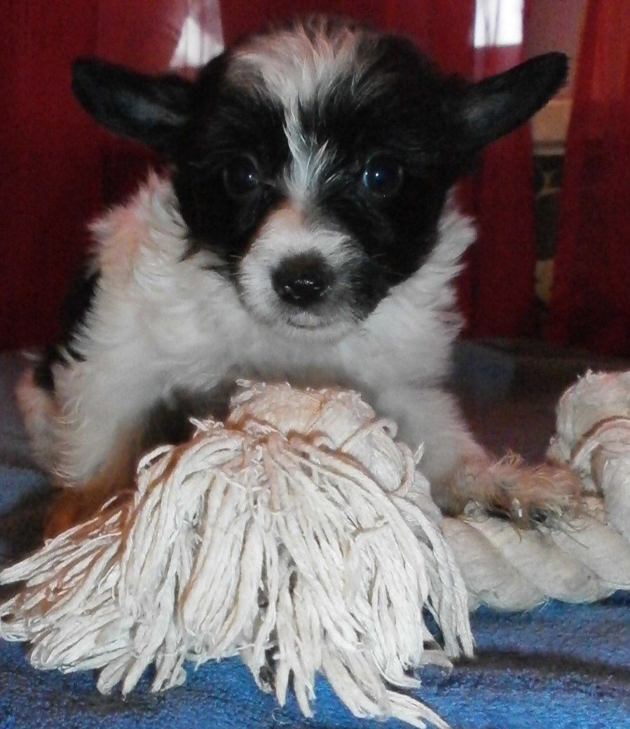 Baroness Fly of mystic Star