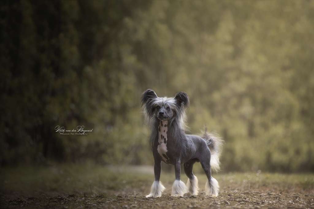 Happy Dancing Techno Trance