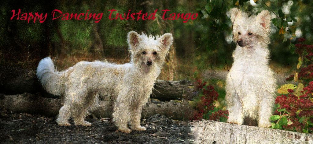 Happy Dancing Twisted Tango