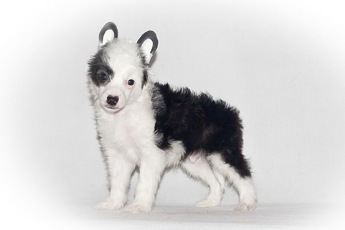 Status Imperial Voyage in Time