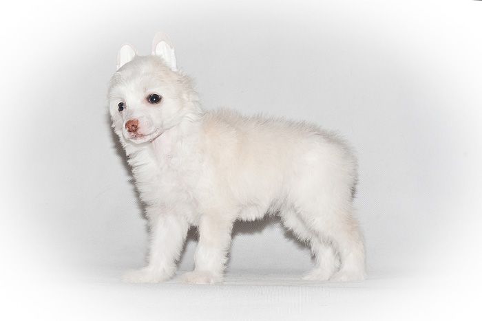 Status Imperial Viva Cosmic Latte