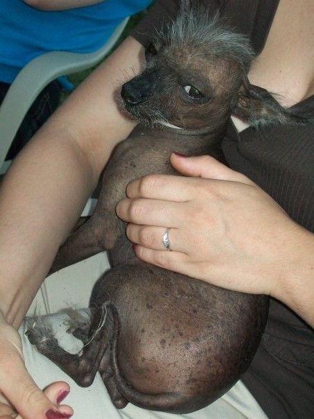 Light Saber Sheltons