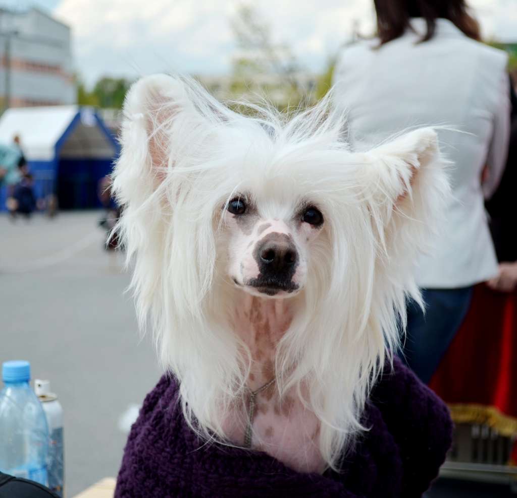 CH Futureline Felicie Irbis