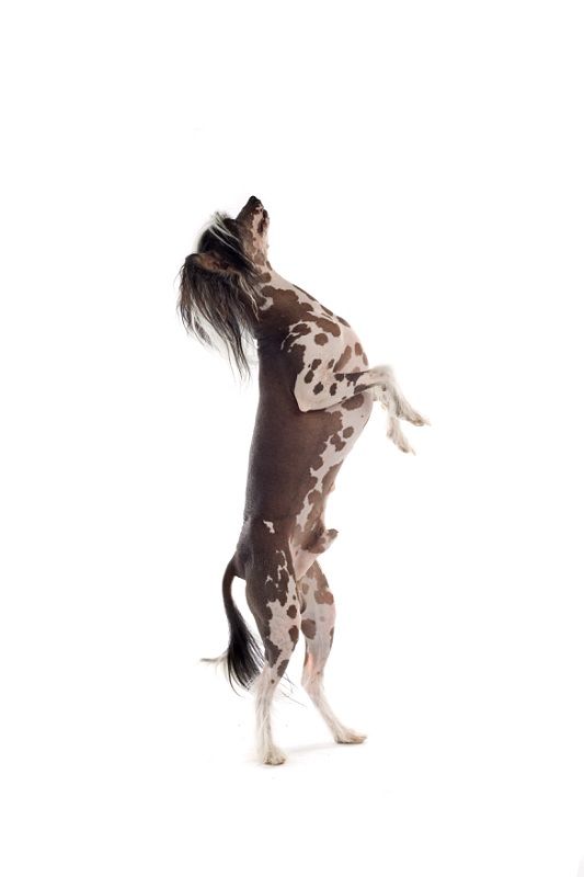 The Spotted Pirate Di Casa Romano