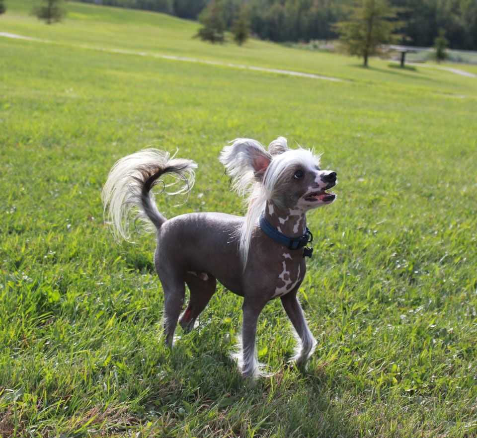 Sunberry's Have You No Shame