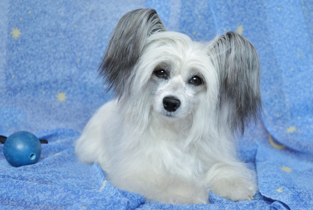 Vidgaya Indira Gandi