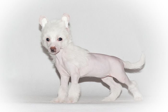 Status Imperial Very Lucky