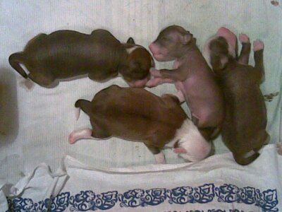 Princess Almas-Alana