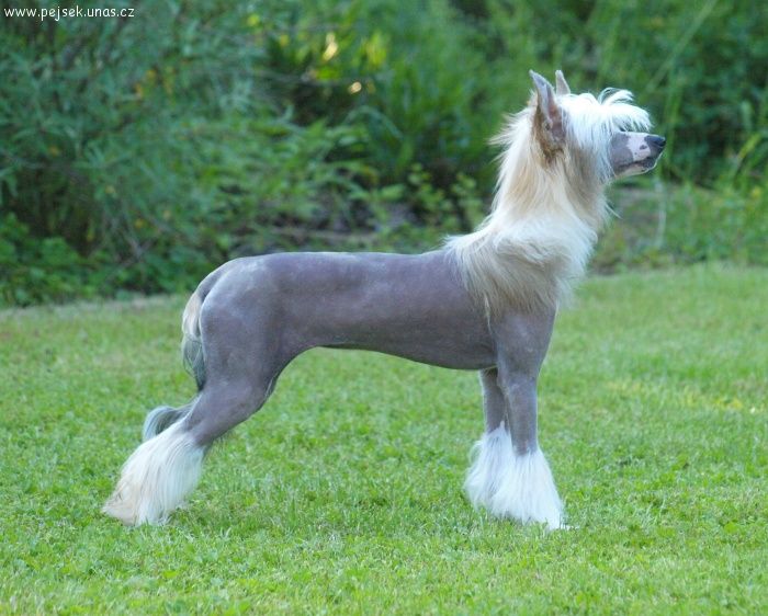 Boogie ze Zatopené chajdy