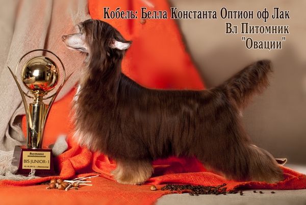 Bella Constanta Option Of Luck