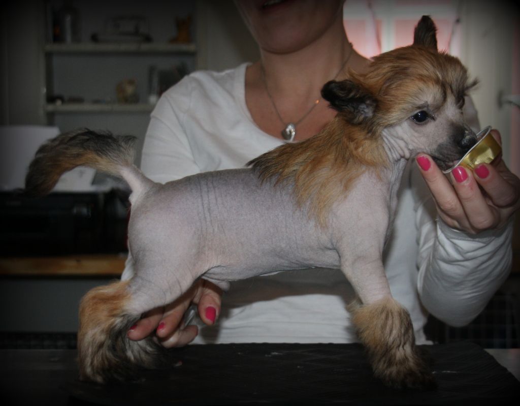 Zanevi's December Night