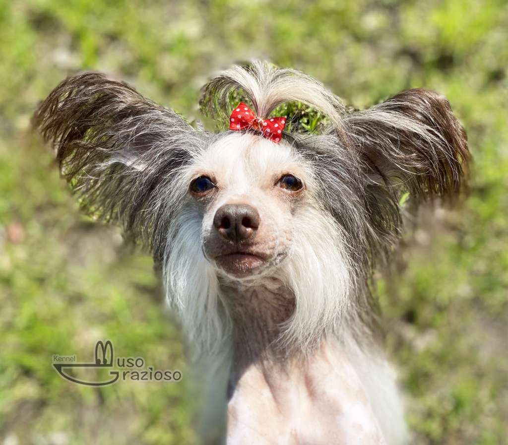 Vosxodyaschaya Zvezda Panna Cotta