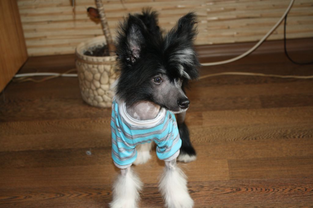 Jumanji The Black Rose de Fageiro