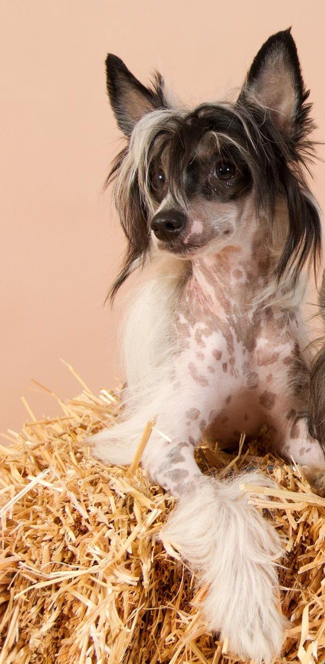 Diamond Diva of mystic star