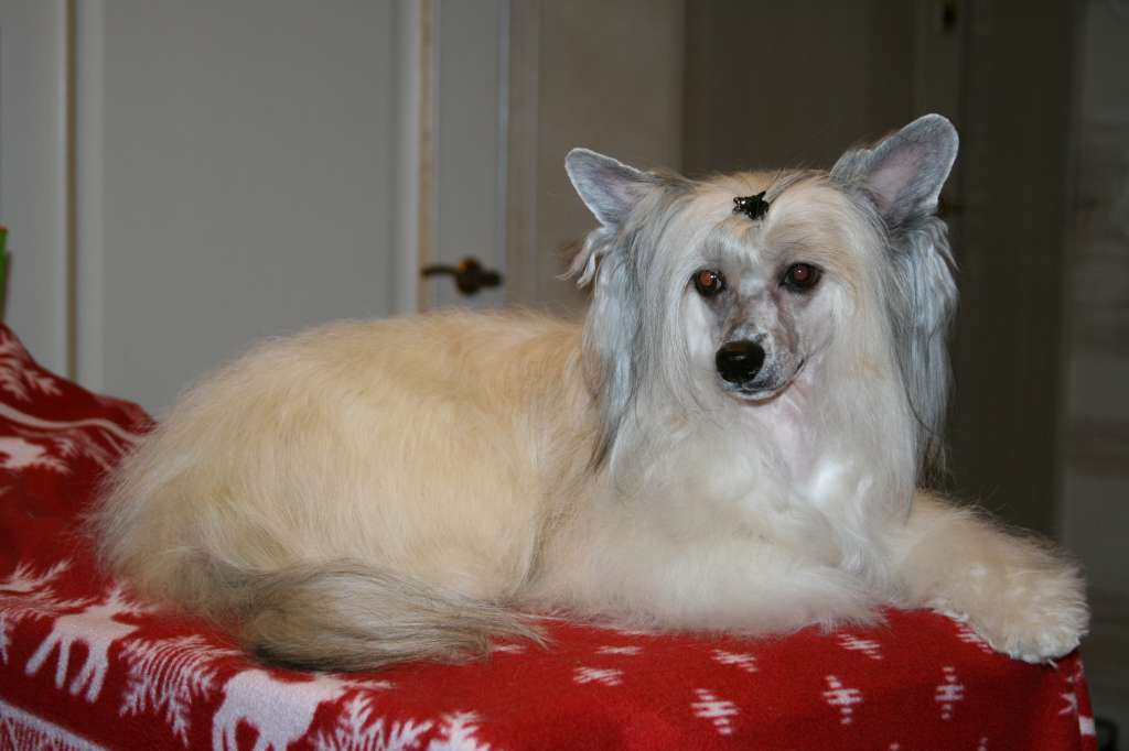 Amazing Angel Eyes Diamond Queen