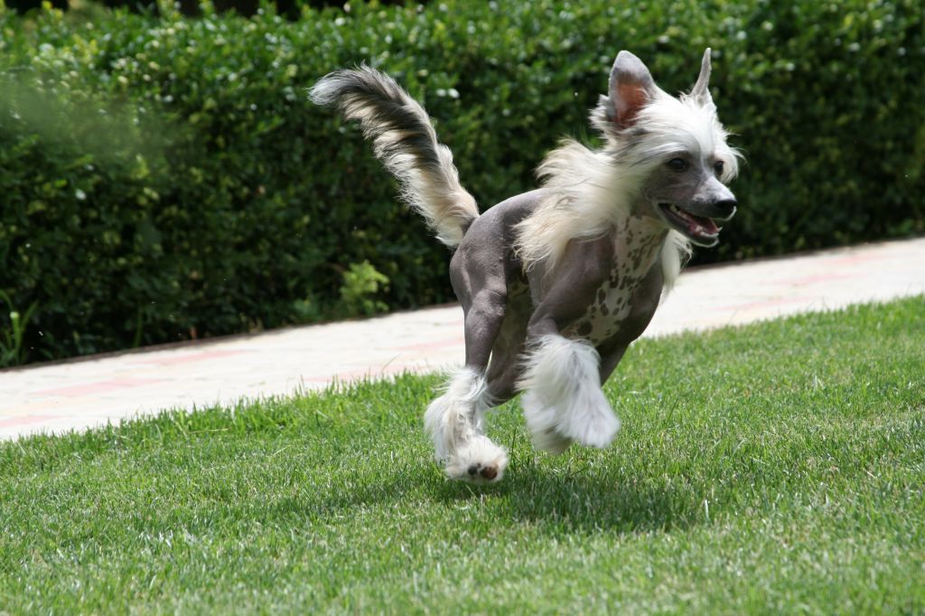 Amazing Angel Eyes Dolche Vita