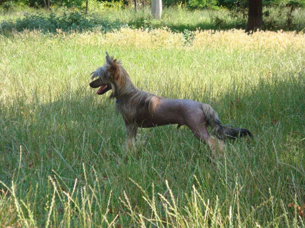 Amazing Angel Eyes Dark Dancer