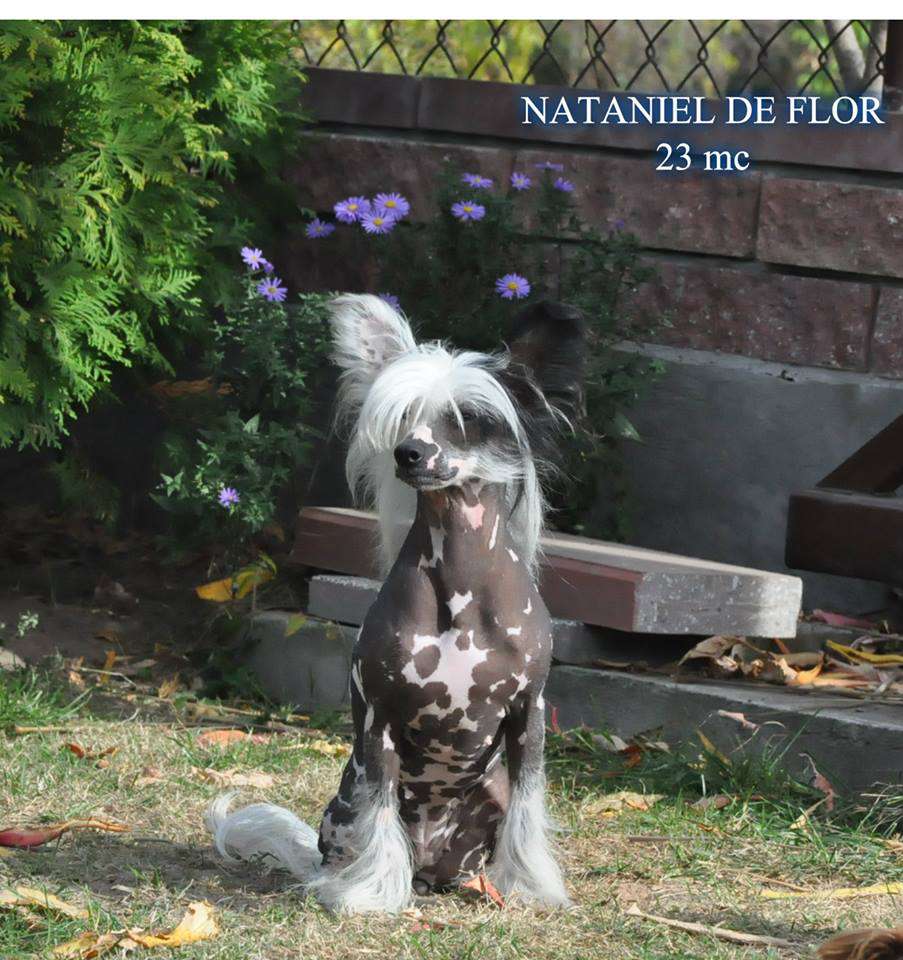 Nataniel de Flor of the Magical World