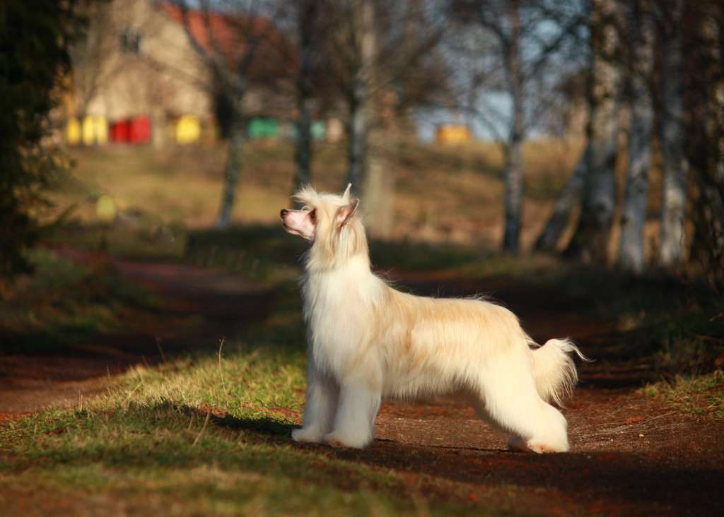 Leokadia Next Germanika