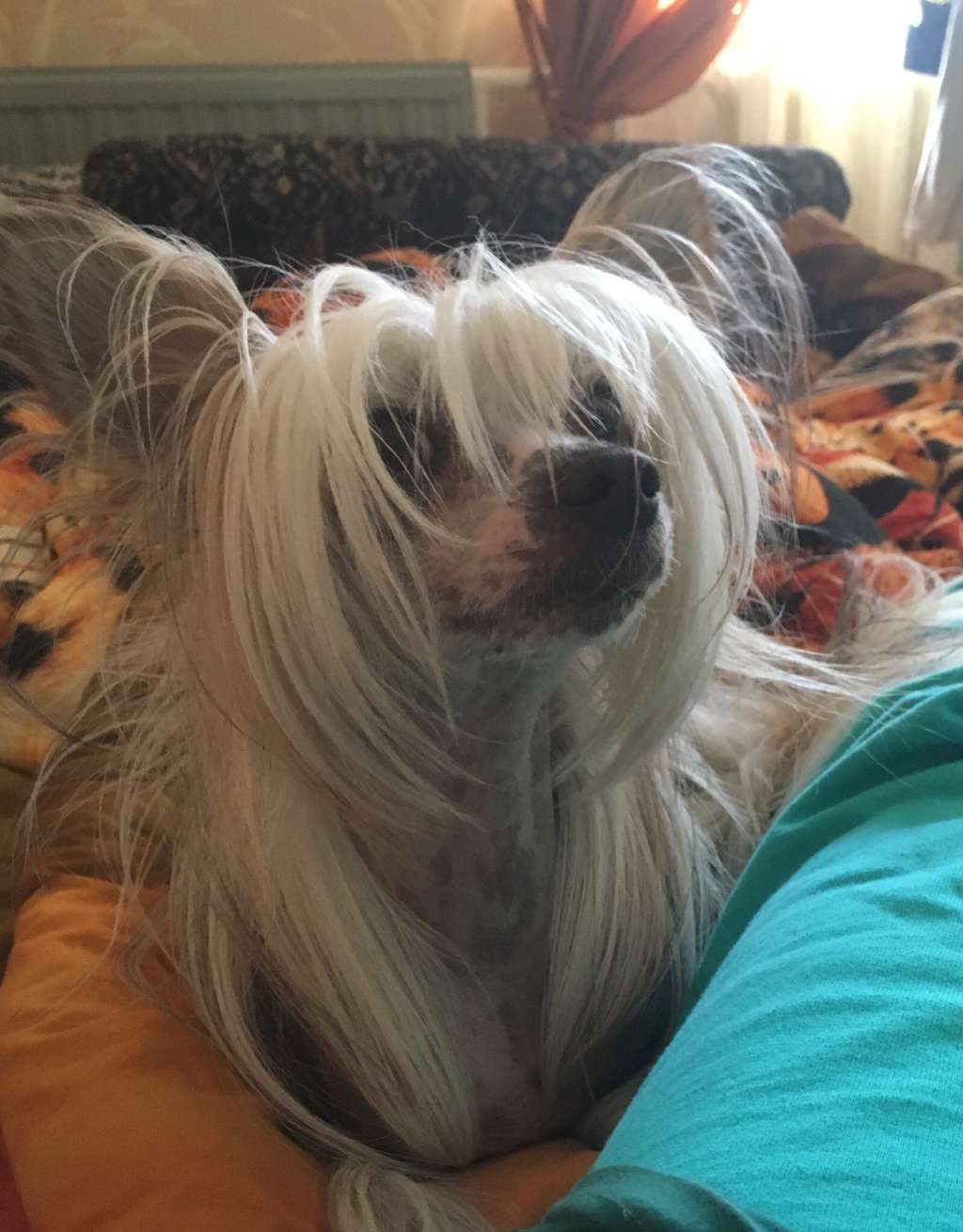 Sapfir iz Tsarskogo Sela Liliana