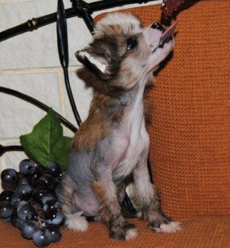 Sapfir iz Tsarskogo Sela Lelia