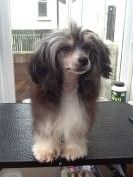 Bradwen Blackbery Pie at Tramarllan