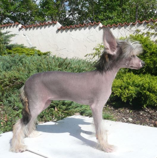 Joyera's Crested Alice Prin