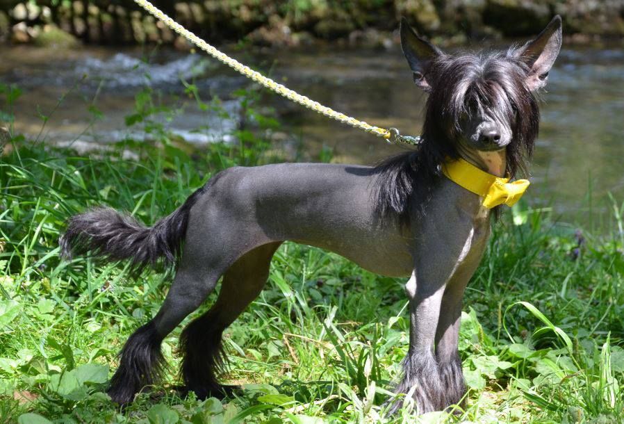 Joyera's Crested Anne Bremer