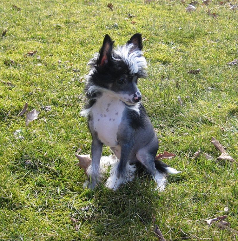 Napoleon von den Windpferden