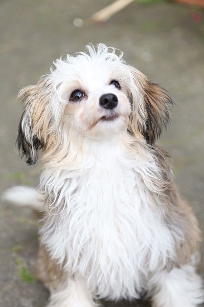 Nuts von den Windpferden