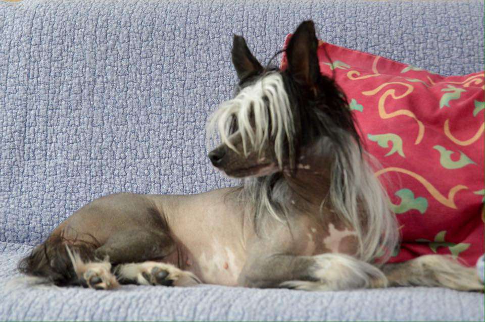 Ophelia von den Windpferden