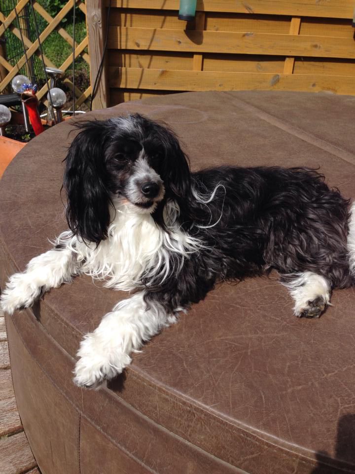 Odette von den Windpferden