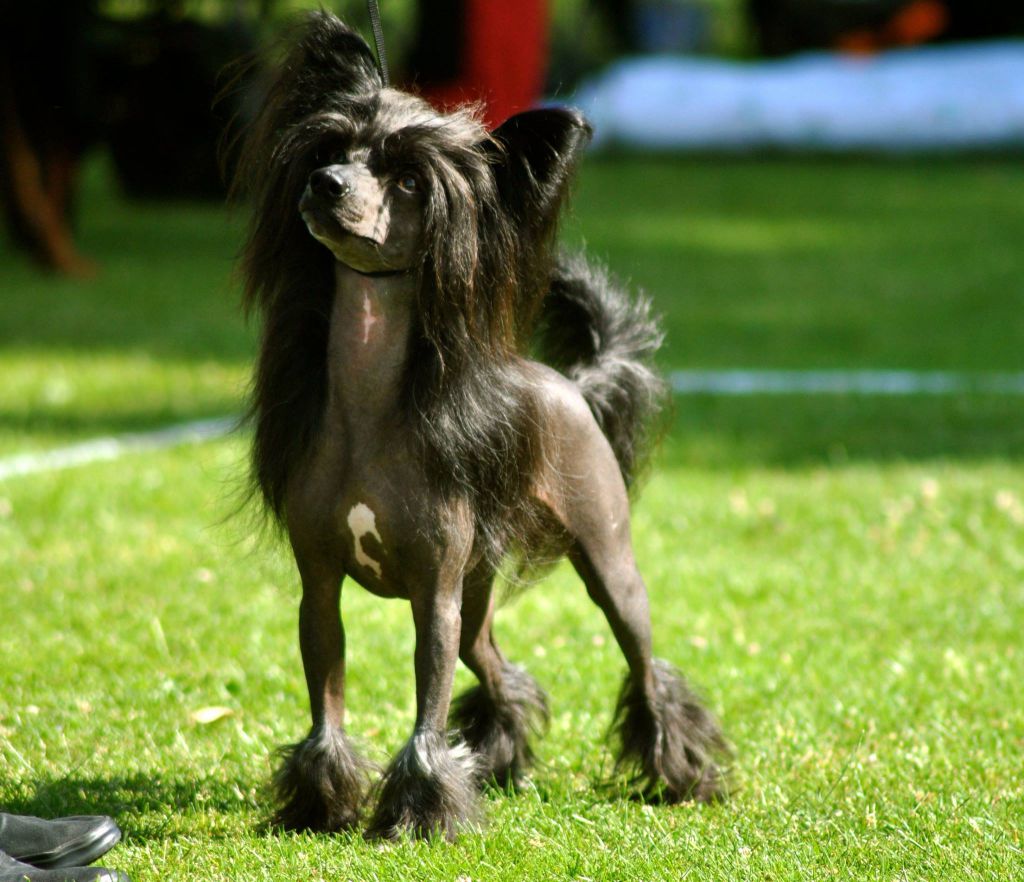 Speechless Black Jesus Amen Fashion