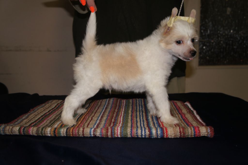 Birchvolgyi - Chuch The Norris